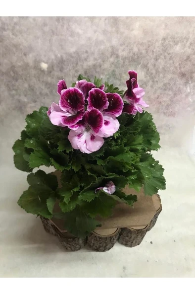 Bordo Pembe Ceylangözü Hanımefendi 10-20 cm ürün görseli