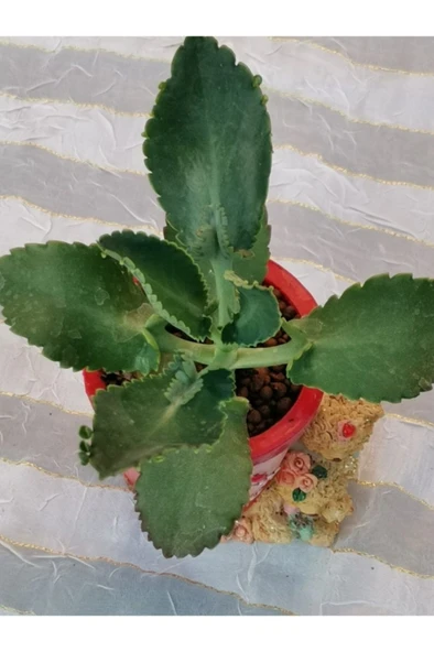 Kırmızı Ayılı Saksıda Aşkın Gözyaşı Fidanı 10-20 cm - Resim 2