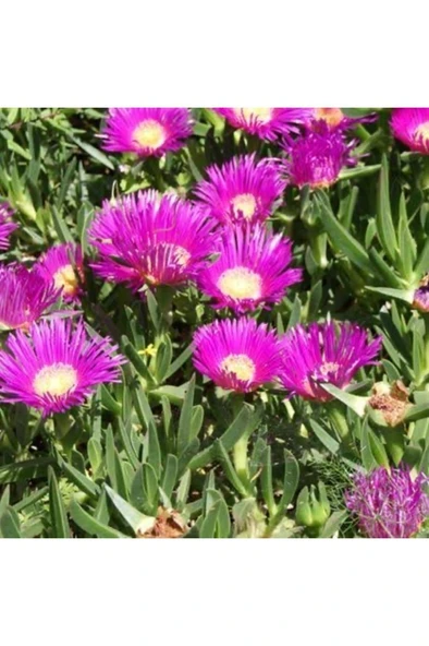 Kaz Fidanı Fidesi Yayılıcı Biti 10-20 cm ürün görseli