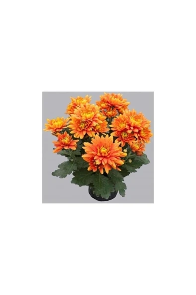 Turuncu Kasımpatı Krizantem Hüzün Çiçeği 10-20 cm Chrysanthemum ürün görseli