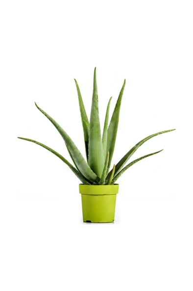 Alovera Bitkisi Fidanı 10-20 Cm ürün görseli