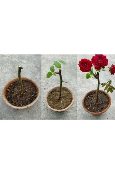 Pembe Yediveren Kokulu Gül Fidanı 1 Yaşında 10-20 cm - Resim 2