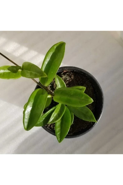 Mum Çiçeği Fidesi Köklenmiş Hoya Pembe 10-20 cm - Resim 2