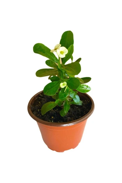 Efhorbia Küçük Boy Dikenler Tacı Beyaz 10-20 Cm ürün görseli