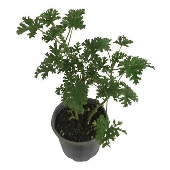 Saksılı Itır Çiçeği Mis Kokulu Gül Damlası Çiçeği 2 Adet 10-20 cm - Resim 3