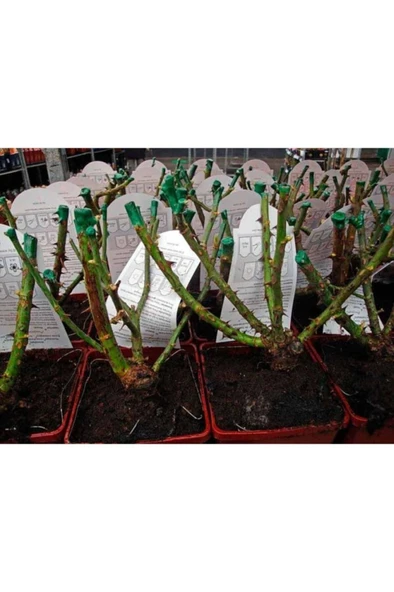 Saksılı Krem Beyazı Yediveren Kokulu Gül Fidanı 10-20 cm - Resim 2