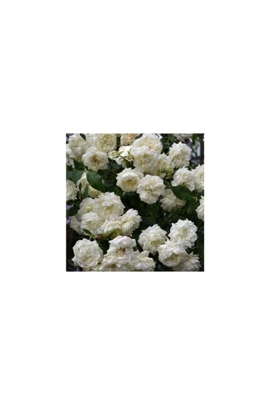 Yediveren Kokulu Beyaz Quen Sarmaşık Gül Fidanı 10-20 cm ürün görseli