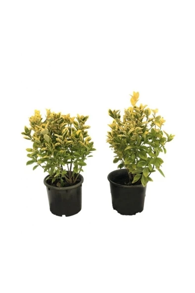 Altuni Gold Taflan Fidanı 10-20 cm ürün görseli