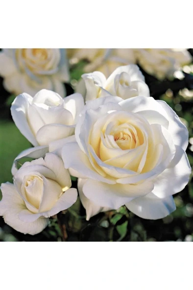 Saksılı Krem Beyazı Yediveren Kokulu Gül Fidanı 10-20 cm ürün görseli