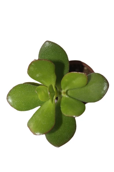 Şans ve Para Çiçeği Crassula Ovata Fidanı Saksılı 10-20 cm - Resim 3