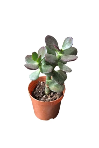 Para Ağacı Çiçeği Kaktüs Sukulent Fidanı 10-20 cm ürün görseli