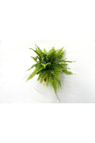 Fujer Aşk Merdiveni Nephrolepsis Exaltata 10-20 cm - Resim 3