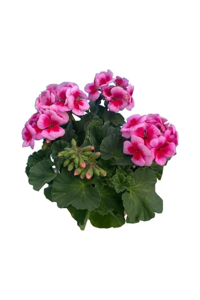 Pembe Sardunya Çiçeği Fidanı 10-20 cm ürün görseli