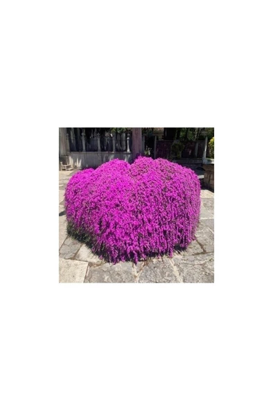 Yer Örtücü Bitki Acem Halısı Fidanı 10-20 cm - Resim 2