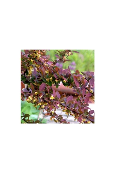 Tüplü Kırmızı Berberis Thunbergii Kadın Tuzluğu Fidanı 20-40 cm - Resim 2
