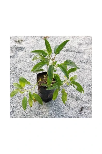 Saksılı Pepino Fidanı 10-20 cm ürün görseli