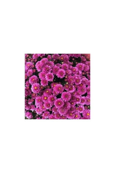 Mor Bodur Kasımpatı Çiçeği Fidanı 10-20 cm ürün görseli