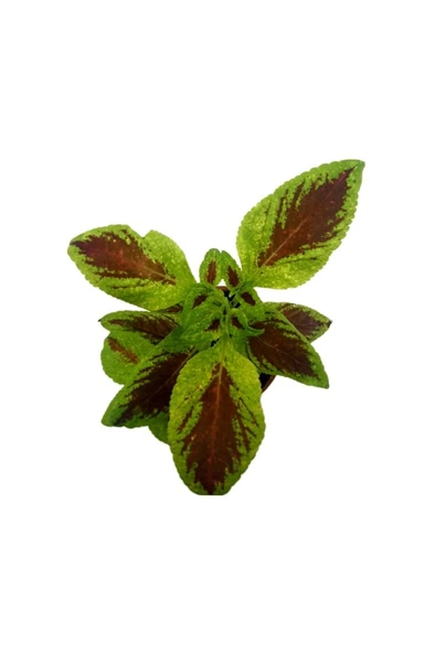 Yaprak Güzeli Fidanı Scarlet Coleus 10-20 cm - 2