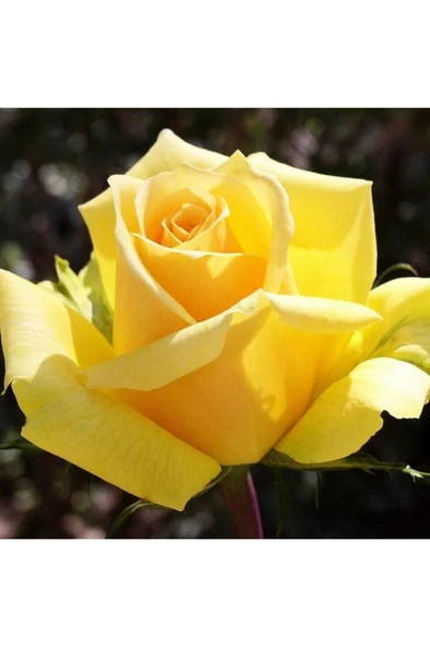 Sarı Gül Fidanı Fidesi 10-20 cm ürün görseli