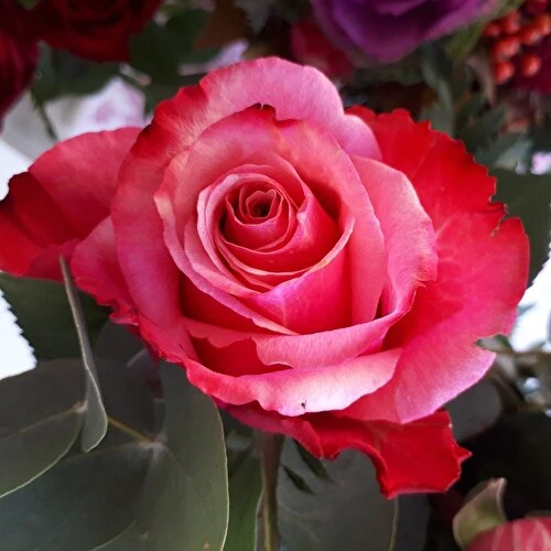 Gülfem Yediveren Açık Kırmızı Kokulu Gül Fidan 10-20 cm ürün görseli