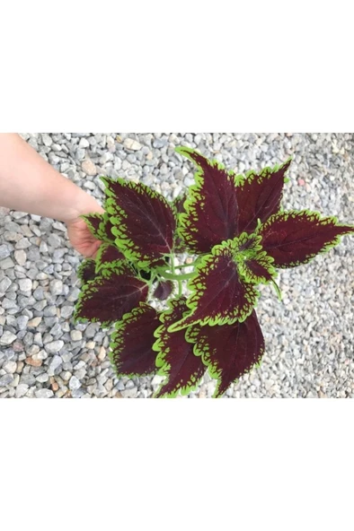 Saksılı Yaprak Güzeli Fidanı Canlı Çiçek 10-20 cm - Resim 2