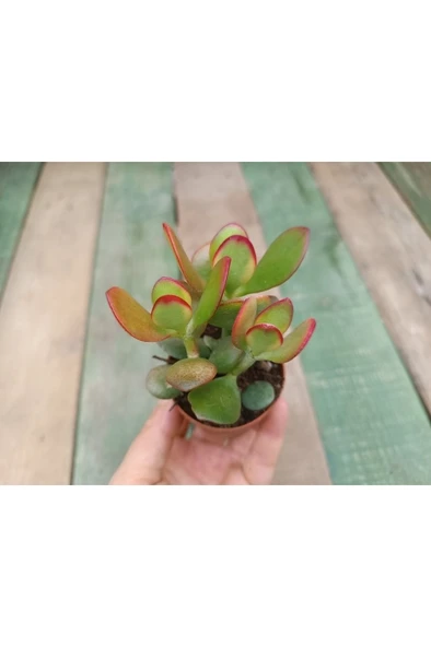 Crassula Ovata Hummels Sunset Para Ağacı 10-20 cm - Resim 2