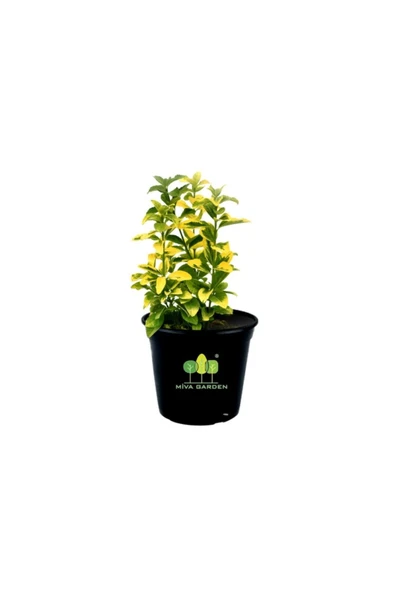 Euonymus Fortunei Emerald  Gold Taflan ürün görseli