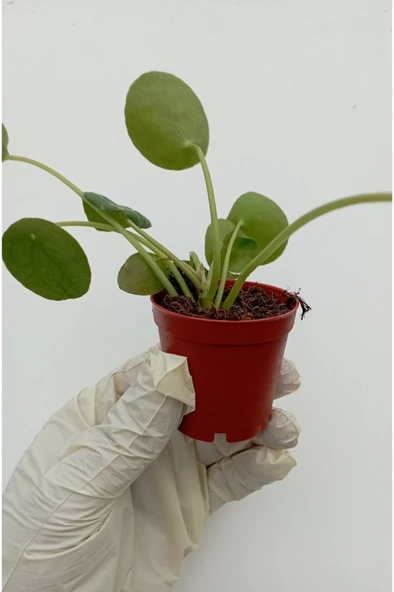 Çin Para Çiçeği Saksılı Bitki Pilea Peperomioides Pilea bitkisi pilea sukulent - Resim 4