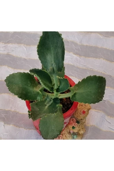 Kırmızı Ayılı Saksıda Aşkın Gözyaşı Fidanı 10-20 cm - Resim 5