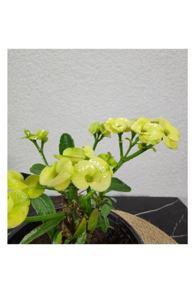 Efhorbia-Dikenler Tacı Çiçeği Fidanı Sarı 10-20 cm - Resim 2