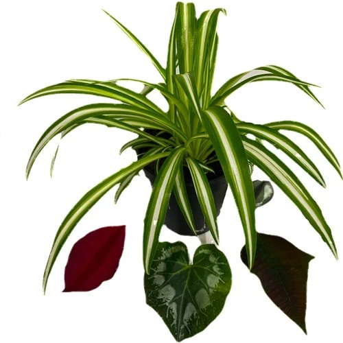 İç Mekan Kurdele Çiçeği Chlorophytum Comosum 10-20 cm - Resim 2