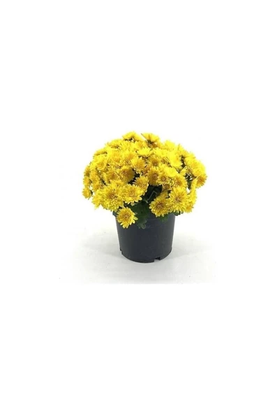 Saksılı Kasımpatı Fidanı Fidesi 10-20 cm - 4
