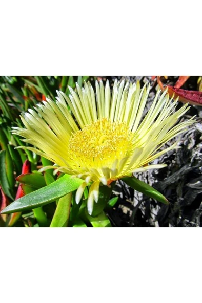 Kaz Ayağı Çiçeği Yer Örtücü Bitki 2 Adet (carpobrotus Acinaciformis) ürün görseli