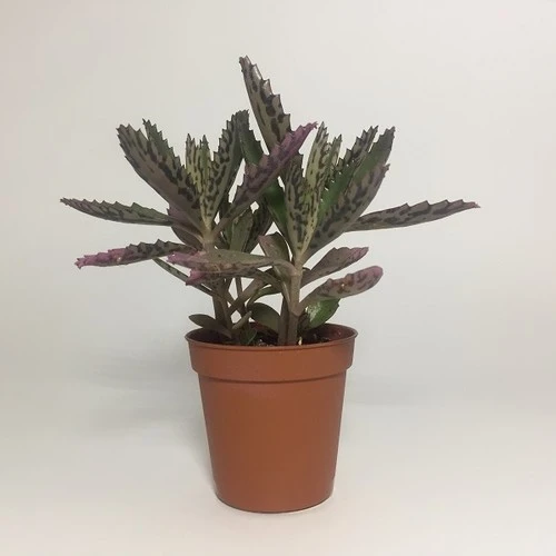 Aşkın Gözyaşı Çiçeği (Kalanchoe Daigremontiana) 5 Adet 10-20 cm - Resim 2