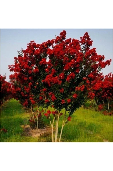 Kırmızı Renk Oya Ağacı Fidanı 30-60 cm - Resim 4