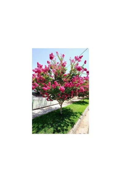 Pembe Kokulu Oya Ağacı Fidanı 40-60 Cm - Resim 2