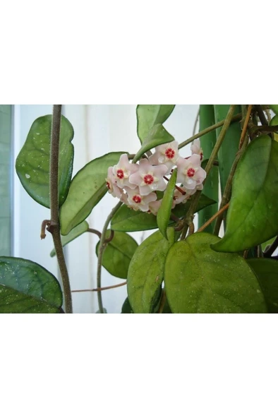 Mum Çiçeği Fidanı Saksılı 10-20 cm - Resim 4