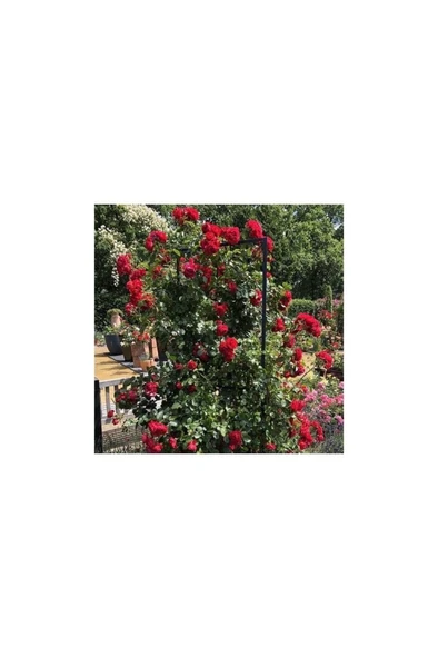 Yediveren Kırmızı Sarmaşık Gül Fidanı 10-20 cm ürün görseli