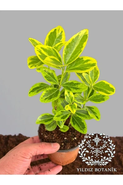 Altuni Gold Taflan Çit Bitkisi Sarı Taflan Fidanı 10-20 cm ürün görseli