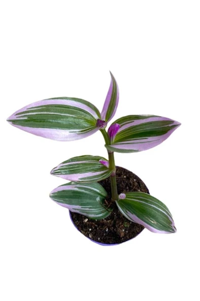 Tradescantia Nanouk Pembe Telgraf Çiçeği 10-20 cm - Resim 2