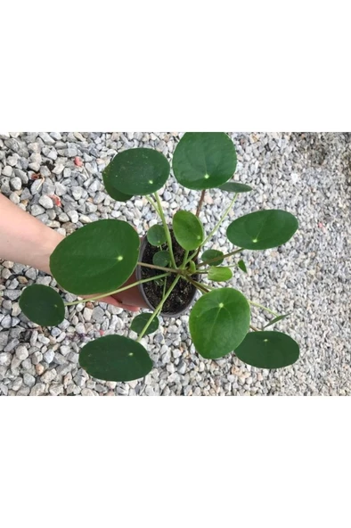 Saksılı Pilea Canlı Çiçek ürün görseli