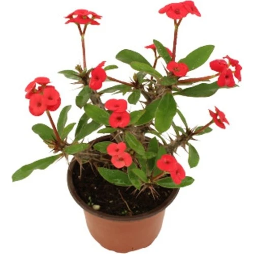 Euphorbia Milli Dikenler Tacı Kırmızı Iç Mekan Dekoratif Bitki ürün görseli