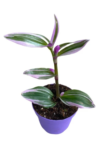 Tradescantia Nanouk Pembe Telgraf Çiçeği 10-20 cm - Resim 3