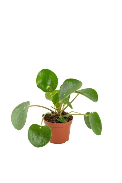 Çin Para Ağacı Bitkisi Pilea Peperomioides 10-20 cm ürün görseli