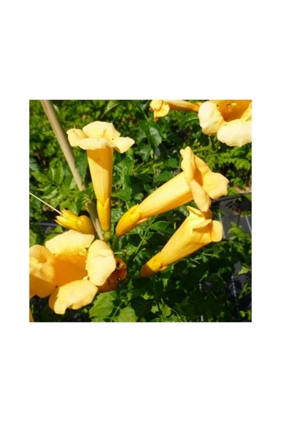 Campsis Radicans Sarı Acem Borusu Fidanı ürün görseli