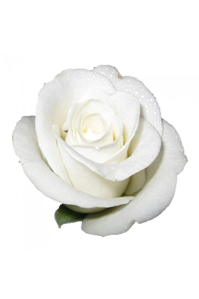 Yediveren Beyaz Katmerli Sarmaşık Gül Fidanı 5 Adet 10-20 cm ürün görseli