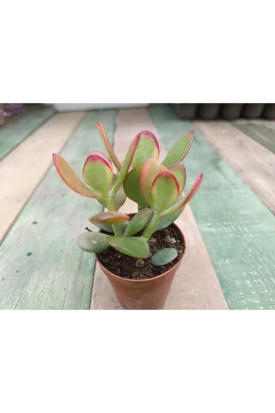 Crassula Ovata Hummels Sunset Para Ağacı 10-20 cm ürün görseli