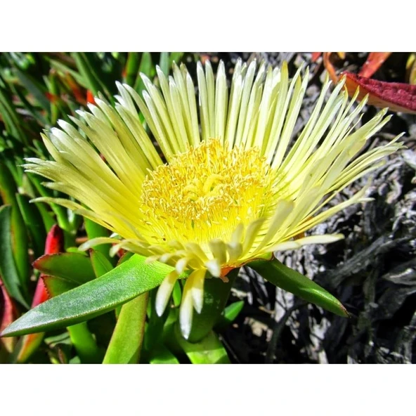 Kaz Ayağı Çiçeği Yer Örtücü Bitki 2 Adet (Carpobrotus Acinaciformis) ürün görseli