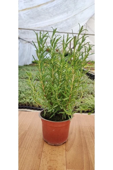 Kokulu Biberiye Fidanı 10-20 cm ürün görseli