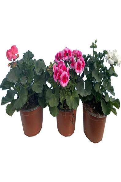 Pembe Sardunya Çiçeği Fidanı 10-20 cm - Resim 2